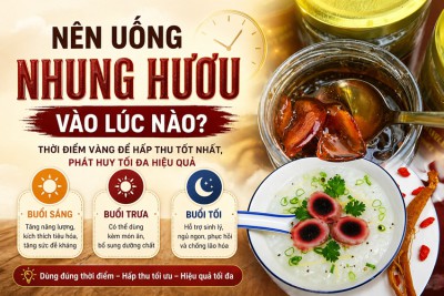 Nên uống nhung hươu vào lúc nào? Sáng hay tối tốt nhất?