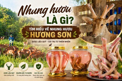 Nhung hươu là gì? Tìm hiểu về nhung hươu Hương Sơn Hà Tĩnh