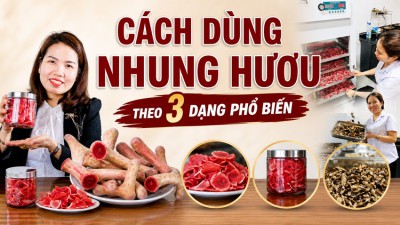 Cách dùng nhung hươu đúng cách theo từng dạng phổ biến