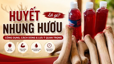 Huyết nhung hươu là gì? Công dụng, cách dùng và lưu ý quan trọng