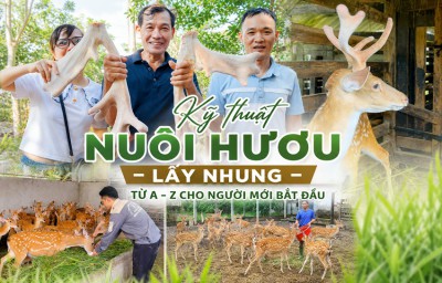 Kỹ thuật nuôi hươu lấy nhung từ A-Z cho người mới bắt đầu