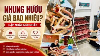 Nhung hươu giá bao nhiêu? Cập nhật mới nhất theo kg, lạng, cặp