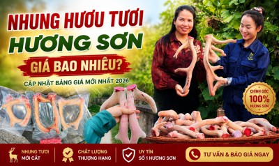 Nhung hươu tươi Hương Sơn giá bao nhiêu hiện nay? Mua ở đâu uy tín?