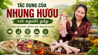 Tác dụng của nhung hươu với người gầy có thật sự hiệu quả?