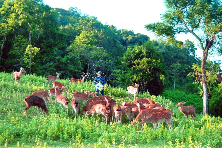 nhung huou huong son