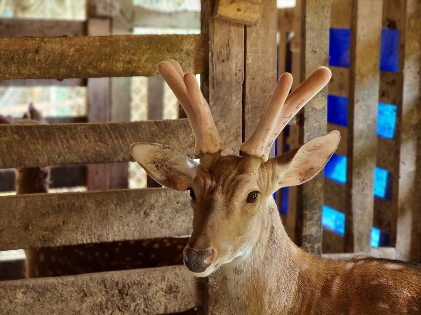 loc nhung huou la gi 