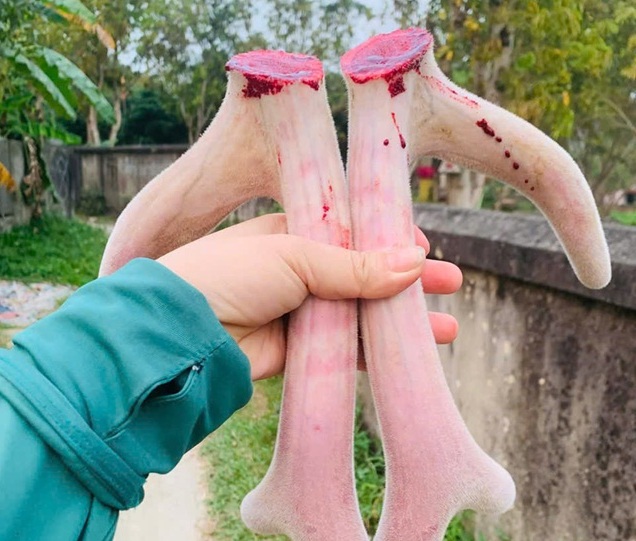 huyet nhung huou la gi
