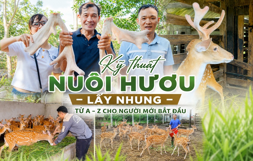 ky thuat nuoi huou lay nhung