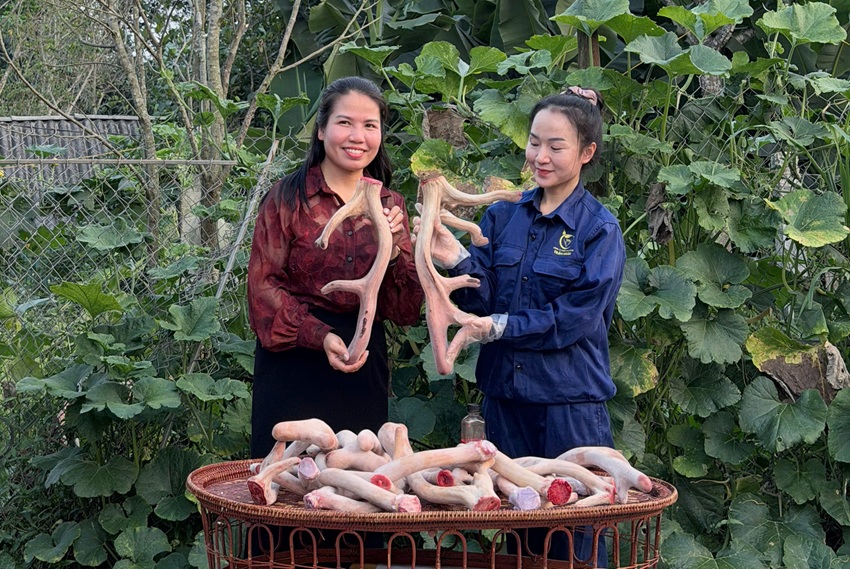 mua nhung huou lam qua bieu