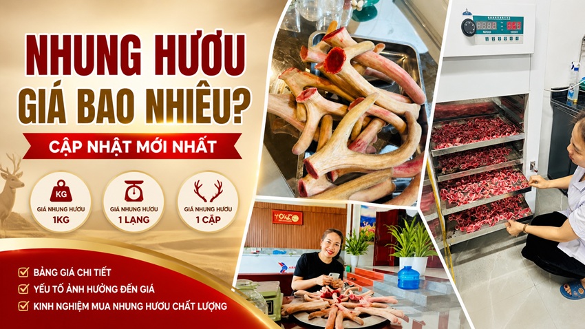 nhung huou gia bao nhieu