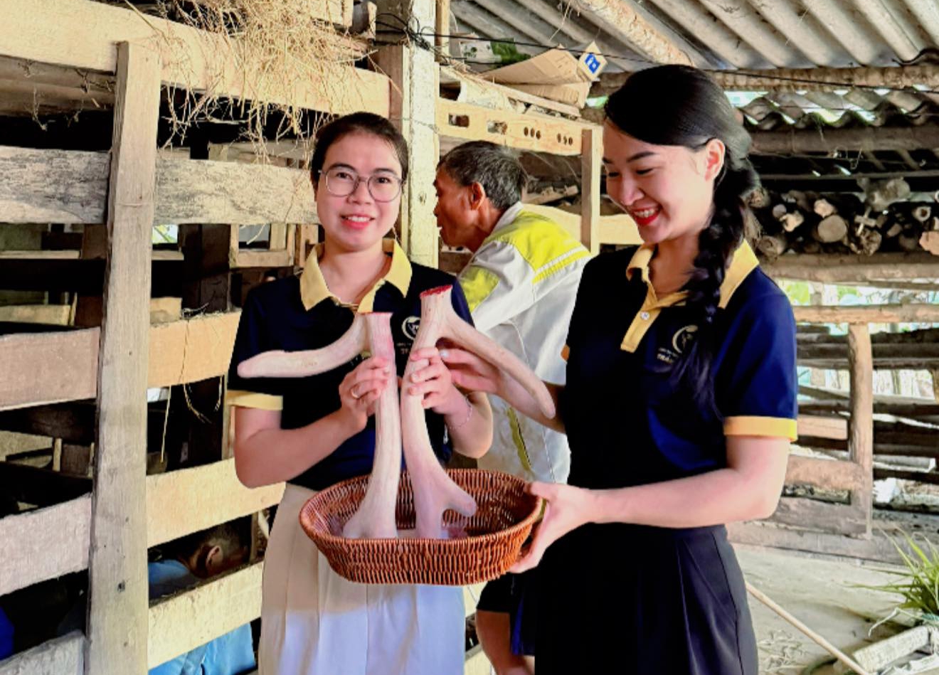 Nhung hươu mang đến giá trị kinh tế rất cao.