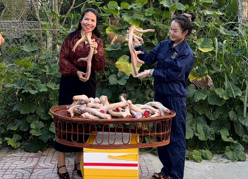 nhung huou ngam mat ong co tang can